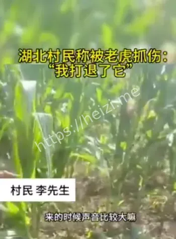 野生动物袭击
