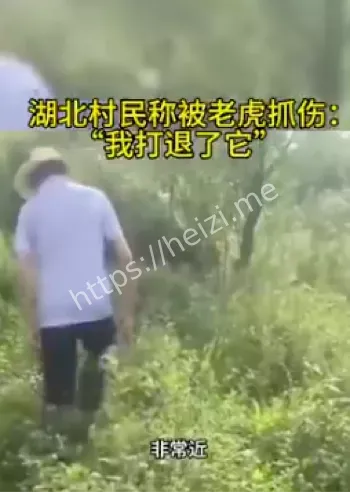 老虎伤人事件