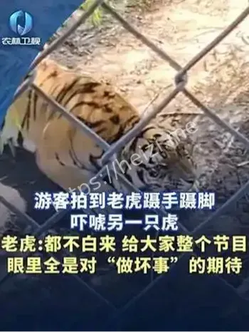 东北虎