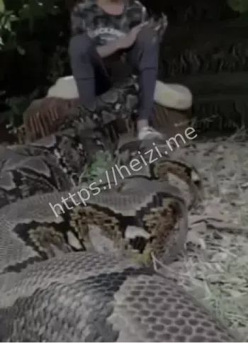 神秘生物