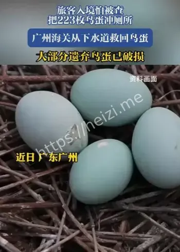 鹦鹉蛋