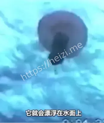间谍鱼