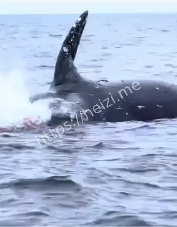 海洋生态保护