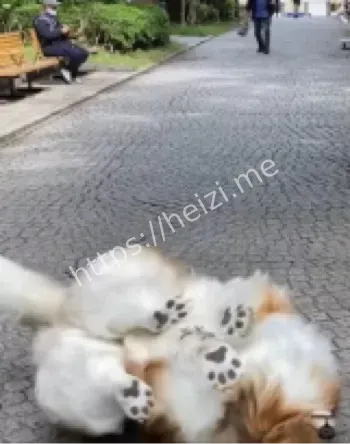 变成牧羊犬