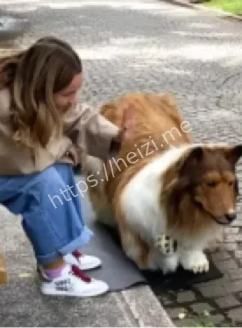 当狗生活状态