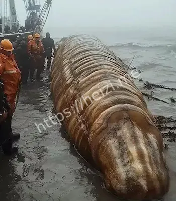 目击者爆料