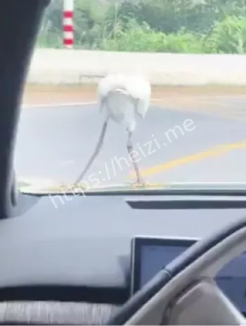 迈巴鹤车标