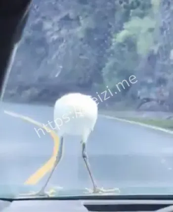 江西车主