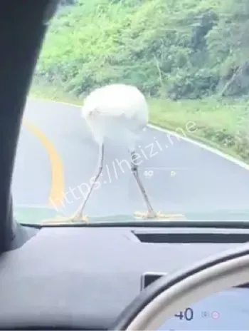 鄱阳湖湿地