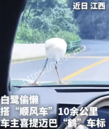 迈巴鹤车标