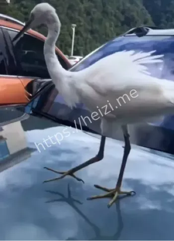 湿地生态保护