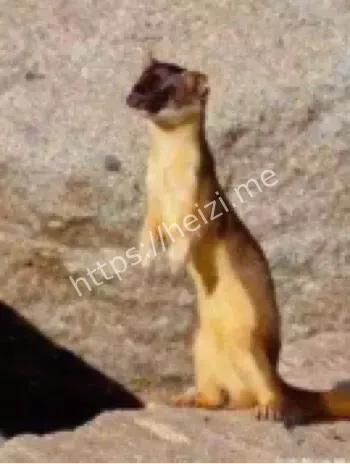黄鼠狼讨封