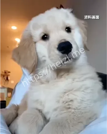 高空抛物罪