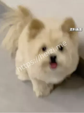 姐妹狗屎争执