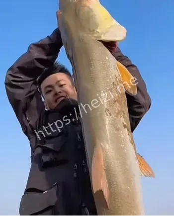 水草挂住