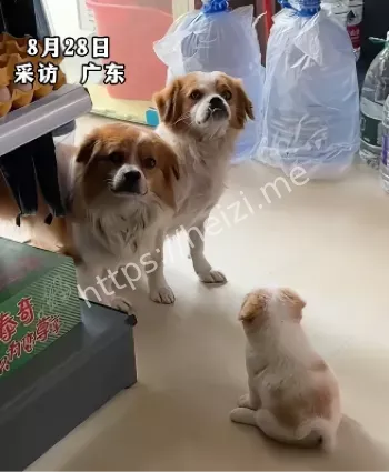 流浪狗母爱