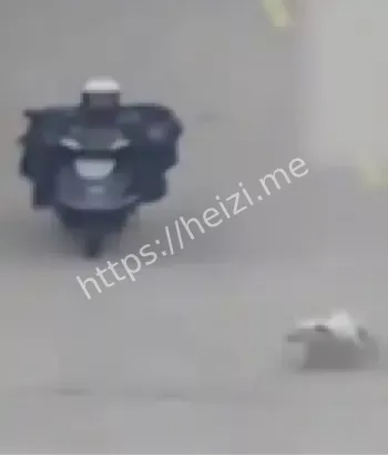 未拴绳大狗