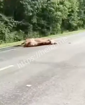 货车撞牛群