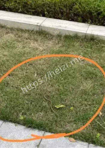 罕见毒蛇惊现