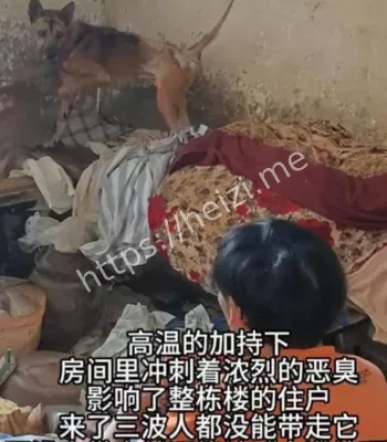 忠犬守候