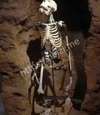 现代身高