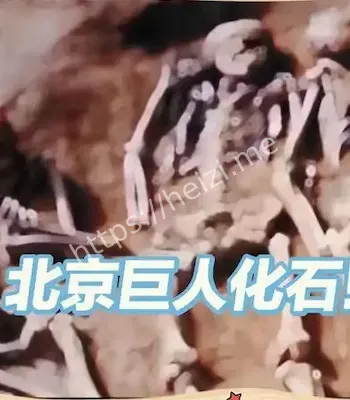 8具3米骨骼