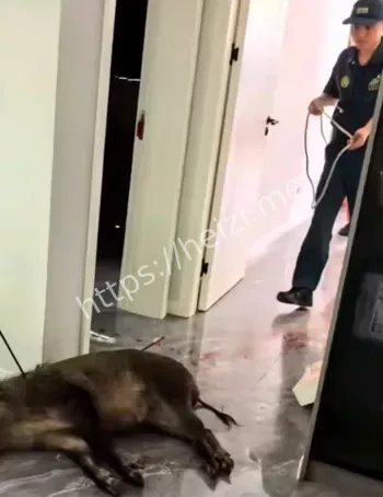 特警射杀