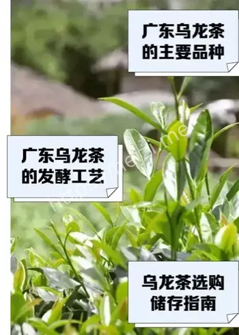 广东乌龙