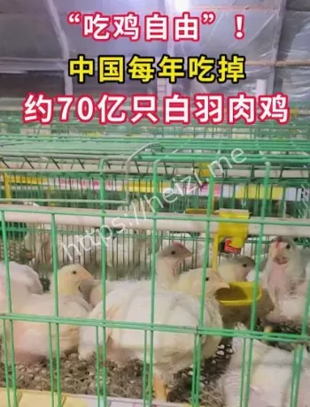 白羽肉鸡年消费口径解析