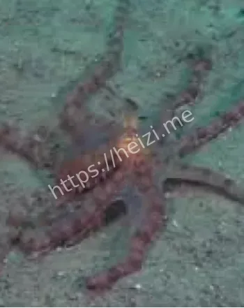 海底魔法进化机制