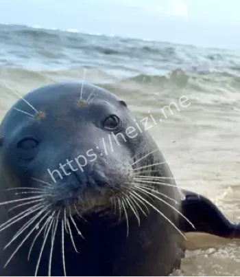 海豹阿侬事件