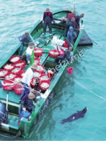 游客强行拖拽