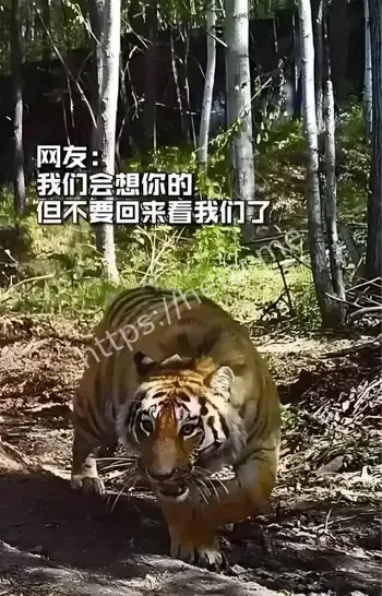 南方秋老虎