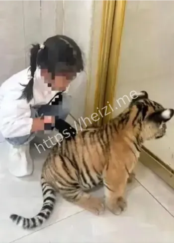 幼虎咬伤