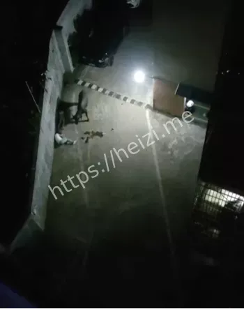 民警击毙水牛