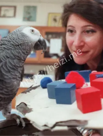 非洲灰鹦鹉语言能力