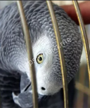 非洲灰鹦鹉语言能力