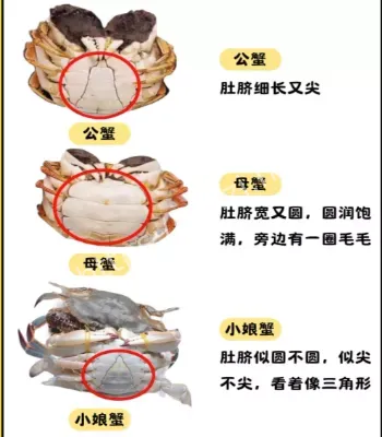 金牌挑蟹师