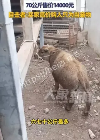 丽江袖珍牛