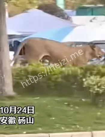 砀山动物出逃