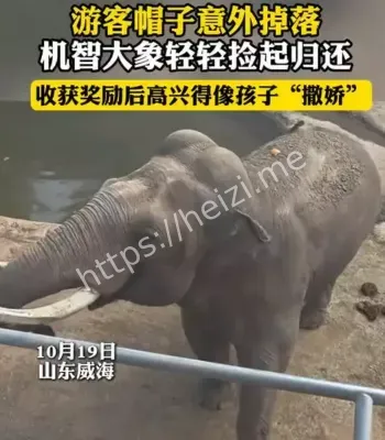 大象捡帽子