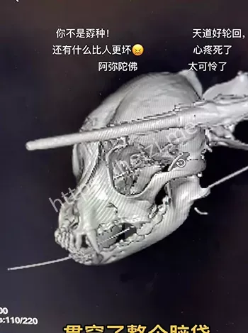 流浪狗血泪