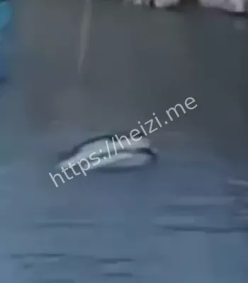 凌晨坠海致1死