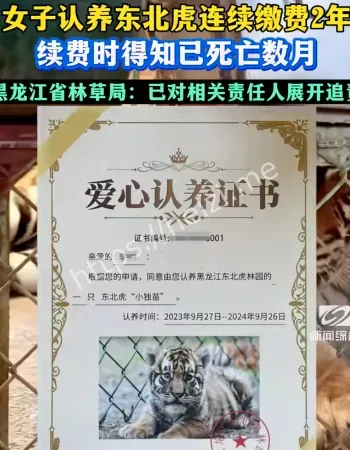 认养东北虎