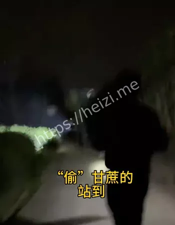 偷甘蔗惊魂