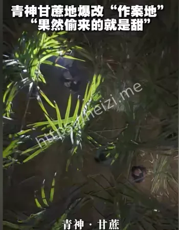 NPC汪汪队围剿