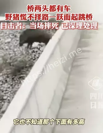 野猪跳桥