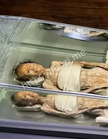 滇南秘闻