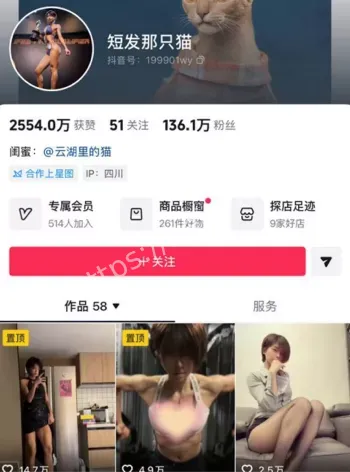 短发那只猫