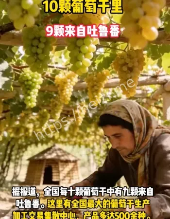 吐鲁番葡萄干